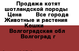 Продажа котят шотландской породы › Цена ­ - - Все города Животные и растения » Кошки   . Волгоградская обл.,Волгоград г.